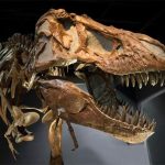Khủng long T. rex là sát thủ thực sự
