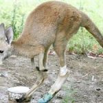 Kangaroo mang chân giả