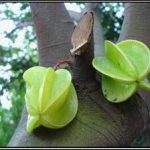 Chữa ngộ độc bằng khế