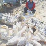 Trung Quốc: Thêm 2 ổ dịch cúm gia cầm mới