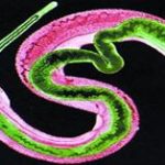Thế giới ký sinh