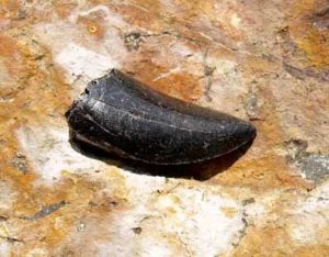 Khủng long từng sống ở bắc cực