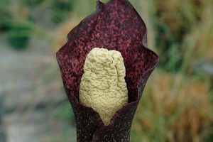 Kỳ lạ loài hoa có mùi xác thối