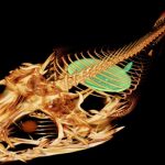 Dự án tham vọng nhằm “tóm gọn” mọi loài cá trên thế giới