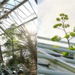 Loài cây chờ 40 năm để ra hoa… rồi chết