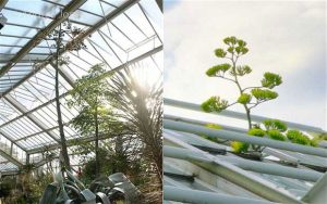 Loài cây chờ 40 năm để ra hoa… rồi chết