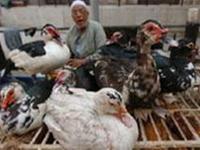Ai Cập hoang mang trước diễn biến của cúm gia cầm
