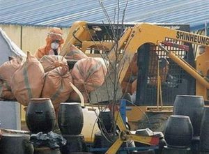 Ai Cập phát hiện thêm 3 người nhiễm cúm gia cầm