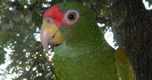 Phát hiện loài vẹt mới ở Mexico, đầu đội “vương miện” xanh lá cây