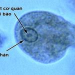 Thử nghiệm thành công vắc-xin chống ký sinh trùng Amip