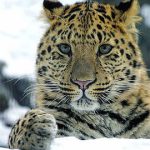 Ảnh hiếm hoi về báo Amur ở Trung Quốc