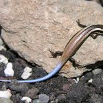 Phát hiện 24 loài thằn lằn mới ở vùng Caribean