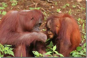 Tình yêu trong thế giới động vật