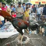 Indonesia bị chỉ trích trong cuộc chiến chống cúm gia cầm