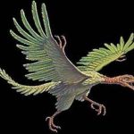 Tổ tiên của loài chim – Chim thủy tổ (Archaeopteryx)