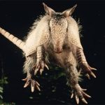 “Chuyến săn người ngoài hành tinh” trong thị trấn đang bị bao vây bởi những con armadillo tại Mỹ