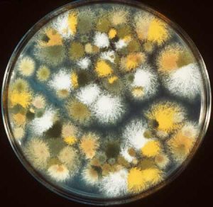 Mốc khúc (Aspergillus) – Tiến sĩ lên men