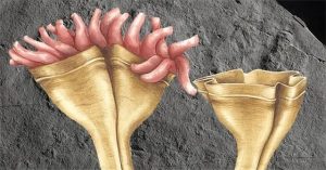 Phát hiện hóa thạch động vật ăn thịt đầu tiên trên Trái đất 560 triệu năm tuổi