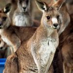 Australia muốn diệt bớt chuột túi