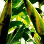 Kỹ thuật trồng giống bắp lai BIOSEED 9696