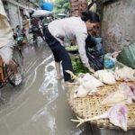 Virus H5N1 đã biến chủng… vaccine hiện nay không có tác dụng?