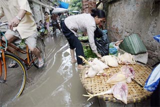 Dịch cúm gia cầm diễn biến phức tạp