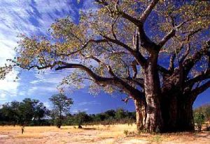 Cây béo BaoBab
