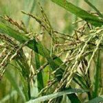 Tạo giống lúa thơm phát triển tốt trên đất nhiễm phèn