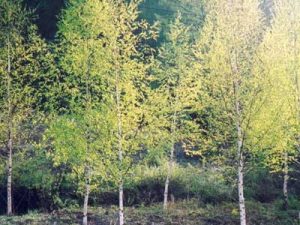 Bạch dương (Betula platyphylla) – Cây người đẹp