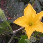 Qui trình trồng giống bí đỏ F1-125