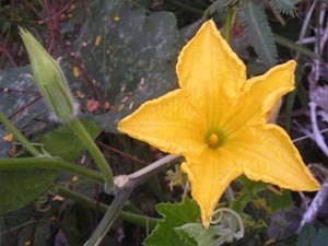 Qui trình trồng giống bí đỏ F1-125