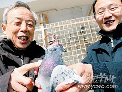 Sau người máy, nay đã có chim máy