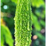 3 giống khổ qua lai mới – thêm lựa chọn cho nông dân