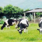 Công nghệ nuôi bò sữa: Cần đồng cỏ và nước sạch!