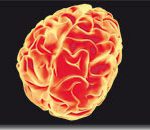 Người phụ nữ có trí nhớ phi thường