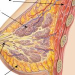 Hướng điều trị mới cho các bệnh nhân ung thư vú