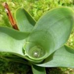 Những loài cây ăn thịt ẩn thân cực đỉnh
