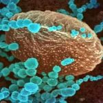 Phát hiện virus corona mới lây nhiễm sang người