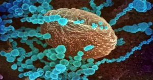 Phát hiện virus corona mới lây nhiễm sang người