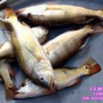 Cá Hoàng đế – thảm họa môi trường mới ở hồ Trị An