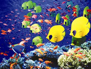 Bệnh cá điên có thể đe dọa nhân loại