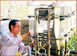 Nhân giống và nuôi cá lăng thương phẩm