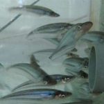 Nhân giống cá kết thành công