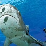 Cá mập đảo Bahamas