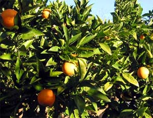 Giải pháp mới ngừa bệnh cho cây có múi