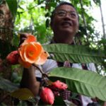 Hoa trà Việt Nam được thế giới công nhận loài mới