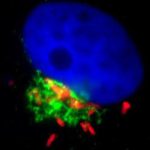Vi khuẩn campylobacter, nguyên nhân hàng đầu gây ra bệnh qua thực phẩm tại Mỹ, thâm nhập vào tế bào như thế nào?