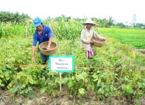 Cải thiện độ phì nhiêu của đất thâm canh lúa – Những giải pháp triển vọng
