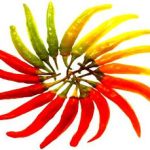 Dùng ớt để bào chế thuốc gây tê