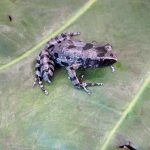 Ếch Aye-aye tái xuất hiện tại Burundi sau 62 năm